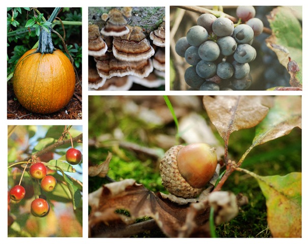 [Autumn Collage 2 copy 2[6].jpg]